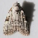 Meganola georgei - Hodges#8983.3 - photo 2