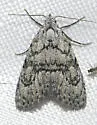 Meganola georgei - Hodges#8983.3 - photo 3