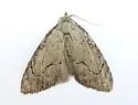 Meganola minor - Hodges#8984