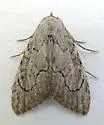 Meganola minor - Hodges#8984 - photo 2