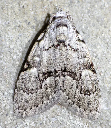 Confused Meganola Moth - photo 2
