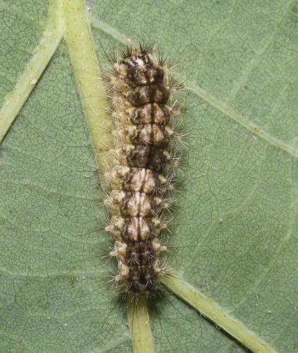 Confused Meganola Moth - photo 3