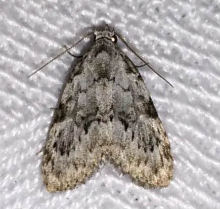 Confused Meganola Moth - photo 4