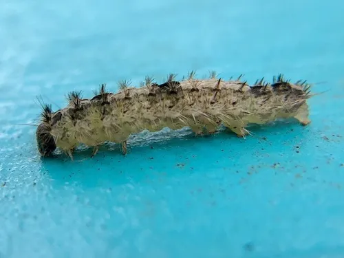 Confused Meganola Moth - photo 5