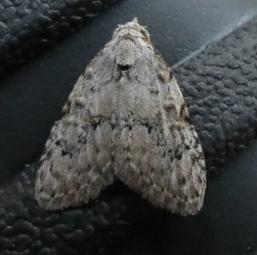 Confused Meganola Moth - photo 6