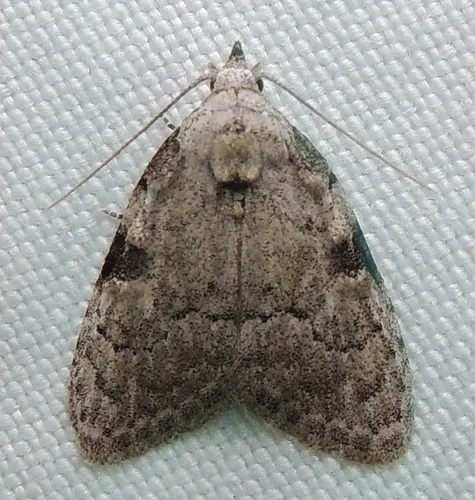 Coastal Plain Meganola Moth - photo 4