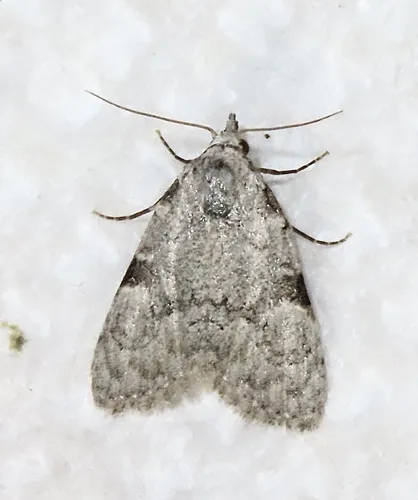 Coastal Plain Meganola Moth - photo 5