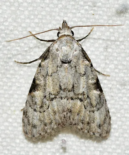 Coastal Plain Meganola Moth - photo 6