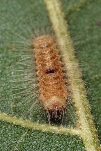 Coastal Plain Meganola Moth - photo 7
