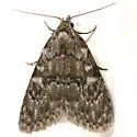 Meganola sp-one - Hodges#8988.97 - Meganola sp-one