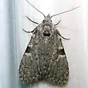 Meganola sp-one - Hodges#8988.97 - photo 2