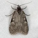 Meganola sp-one - Hodges#8988.97 - photo 3