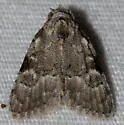 Meganola sp-one - Hodges#8988.97 - photo 4