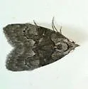 Meganola varia - Hodges#8987