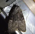 Meganola varia - Hodges#8987 - photo 2