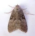Meganola varia - Hodges#8987 - photo 3