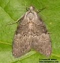 Meganola varia - Hodges#8987 - photo 4