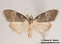 Meganola varia - Hodges#8987 - photo 5