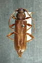 Meganoplium imbelle