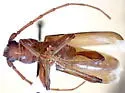 Meganoplium imbelle - photo 4