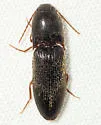 Megapenthes angularis