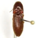 Megapenthes angularis - photo 2