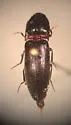 Megapenthes angularis - photo 3