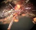 Megapenthes angularis - photo 4