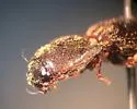 Megapenthes angularis - photo 5