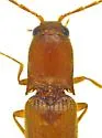Megapenthes apacheorum - photo 2