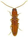 Megapenthes apacheorum - photo 4