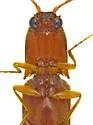 Megapenthes apacheorum - photo 5
