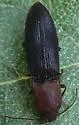 Megapenthes aterrimus