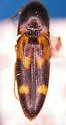 Megapenthes caprella