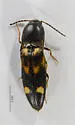 Megapenthes caprella - photo 2