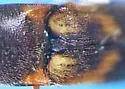 Megapenthes caprella - photo 4