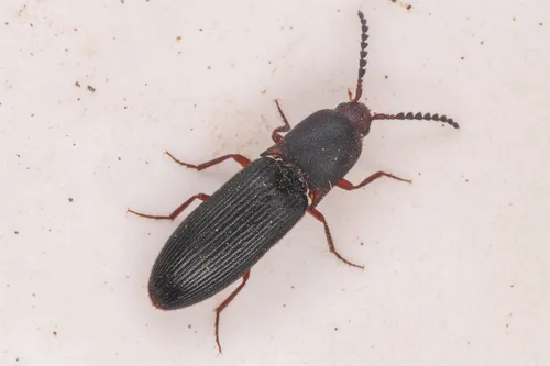 Megapenthes dolosus