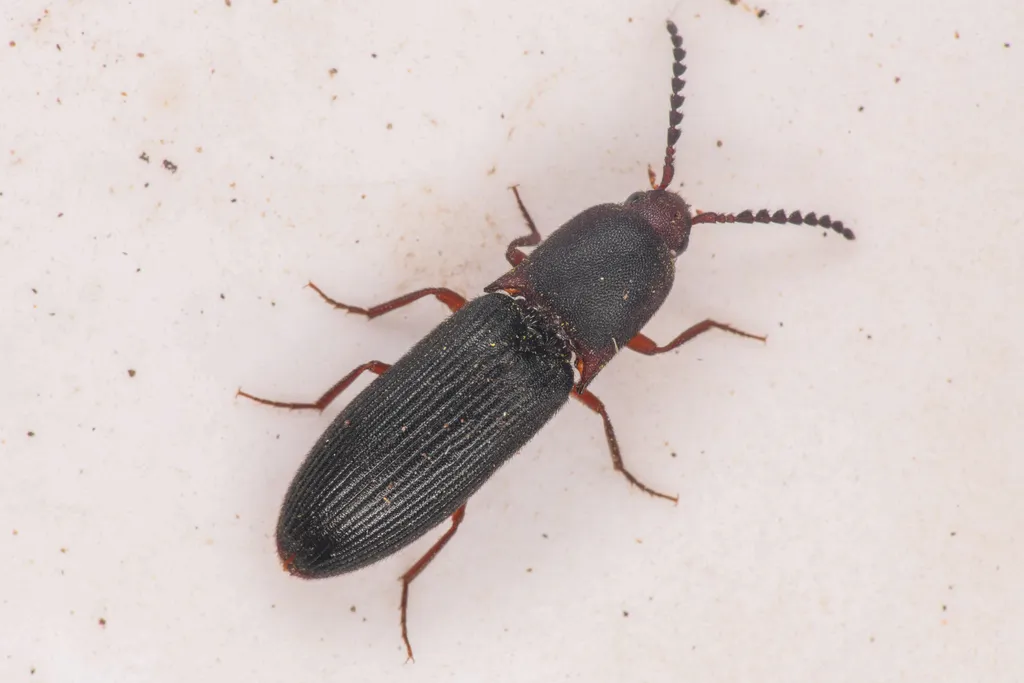Megapenthes dolosus - photo 2