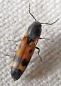Megapenthes elegans