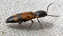 Megapenthes elegans - photo 2