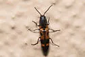 Megapenthes elegans - photo 3