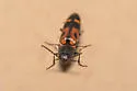 Megapenthes elegans - photo 4