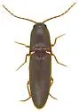 Megapenthes fuscus
