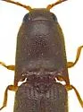 Megapenthes fuscus - photo 2