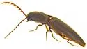 Megapenthes fuscus - photo 3