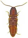 Megapenthes fuscus - photo 4