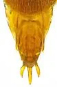 Megapenthes fuscus - photo 5