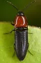 Megapenthes illinoisensis