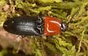 Megapenthes illinoisensis - photo 2