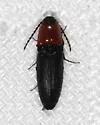 Megapenthes illinoisensis - photo 3